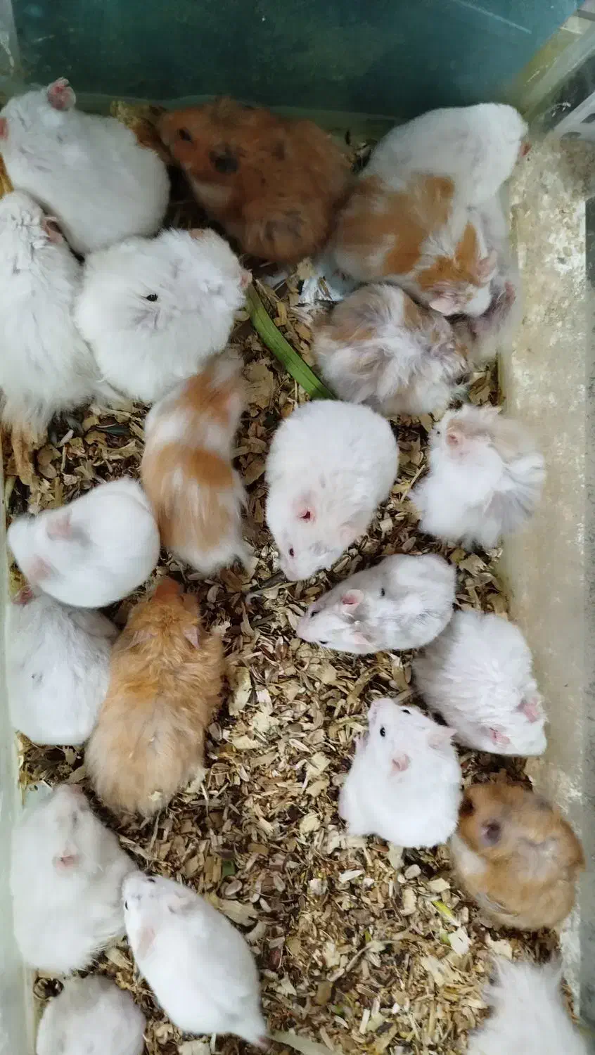 حیوون خونگی بی دردسر و بامزه|موش و خرگوش|لاهیجان, شقایق|دیوار