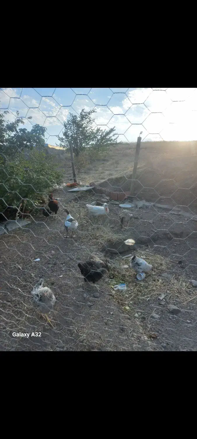 جوجه مرغ خروس|حیوانات مزرعه|آستارا, |دیوار