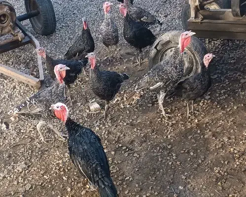 سی عدد بوقلمون نر و ماده|حیوانات مزرعه|بروجرد, |دیوار