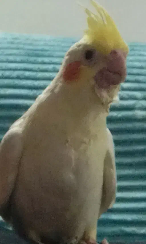 عروس هلندی گم شده|حیوانات|بیرجند, |دیوار