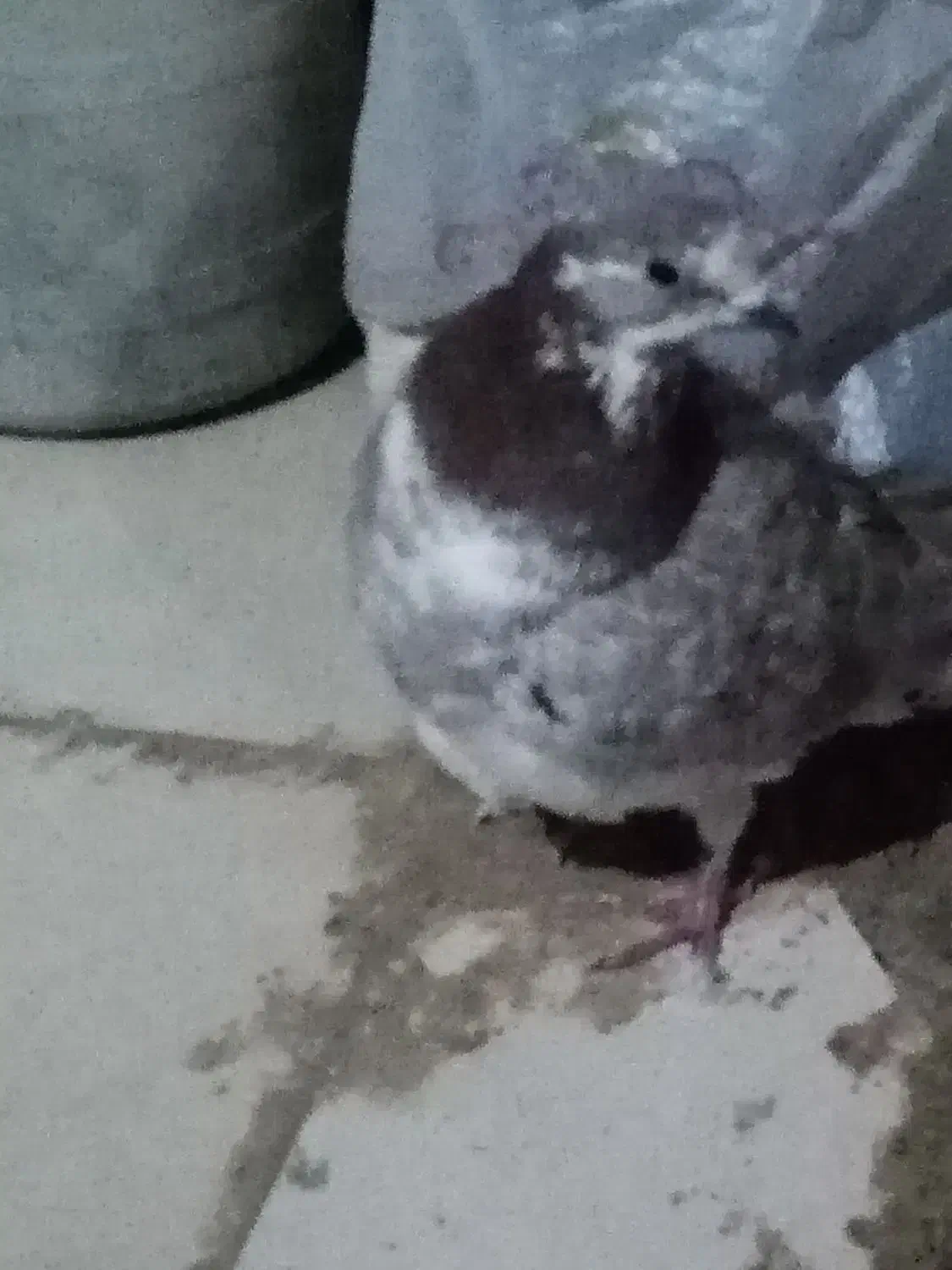 کبوتر|پرنده|بروجرد, |دیوار