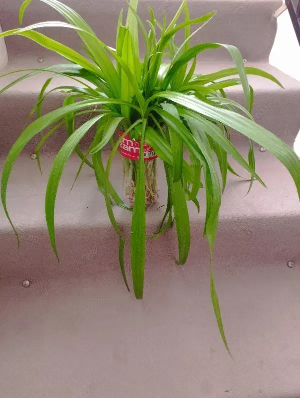 گل سوسن|گل و گیاه طبیعی|اردکان, |دیوار