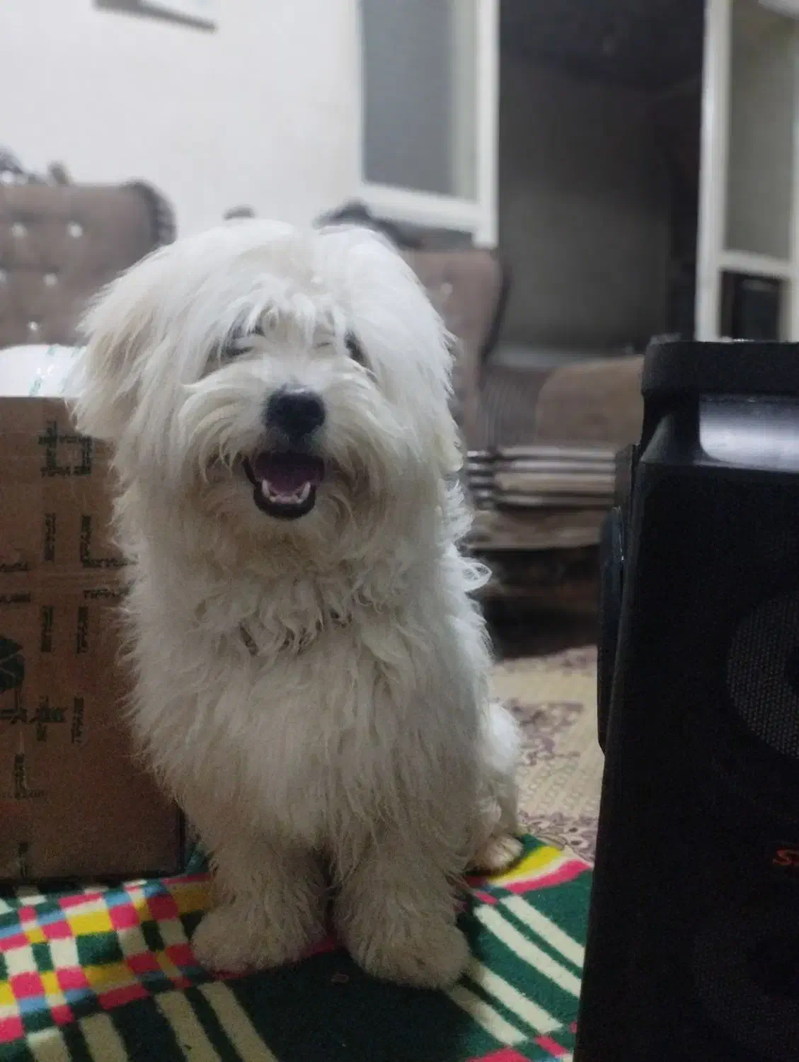 سگ پاپی|حیوانات|فریدونشهر, |دیوار