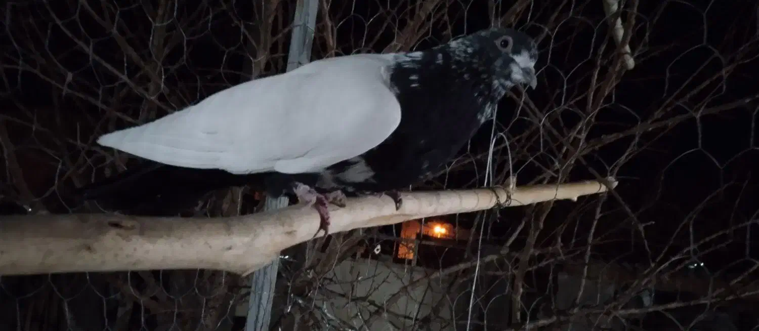 کفتر|پرنده|ابهر, |دیوار