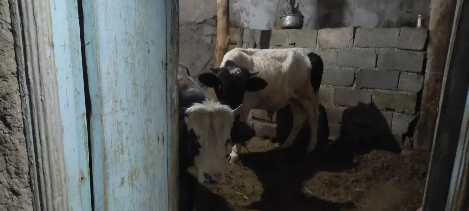 دو عدد گوساله نره دارم مناسب برای نگهداری|حیوانات مزرعه|عنبران, |دیوار