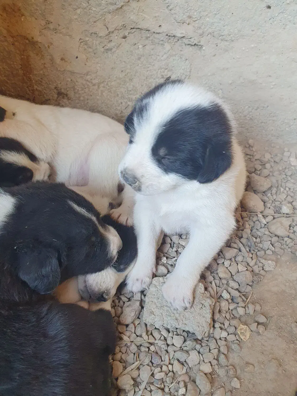 سگ افغانی|سگ|جهرم, |دیوار