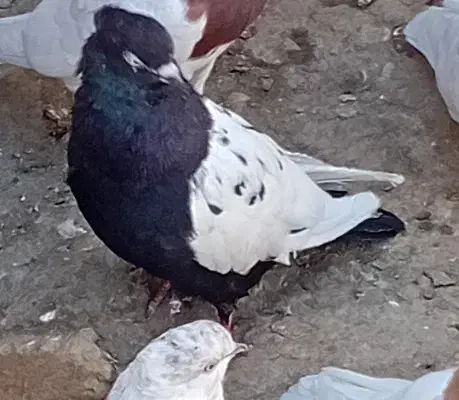 سینه سیاه و ابلاغ|پرنده|فیروزآباد (آذربایجان), |دیوار