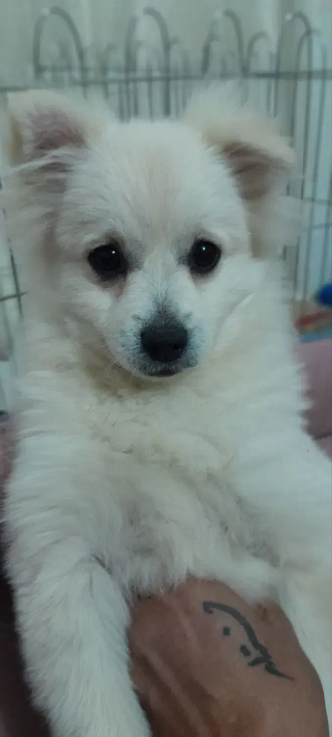 واگذاری سگ|سگ|چناران, |دیوار