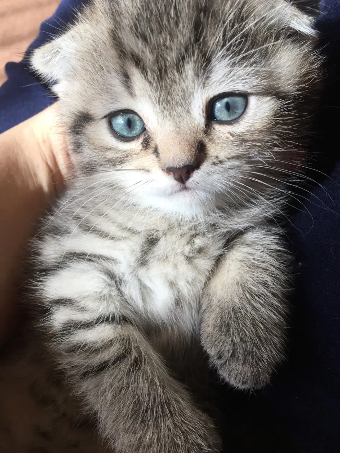 گربه خانگی|گربه|تبریز, |دیوار