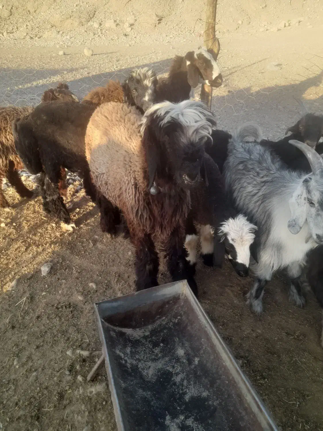 میش،شیشک،روزگاری،|حیوانات مزرعه|افزر, |دیوار