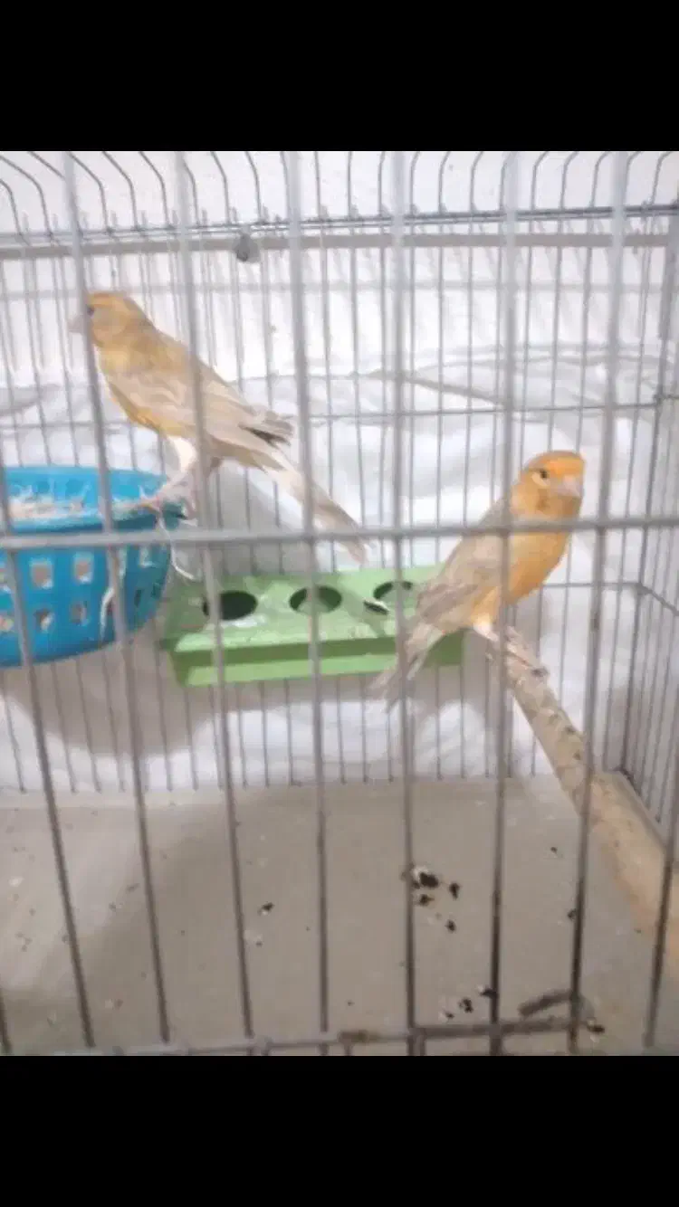 جفت قناری با جوجه|پرنده|خورموج, |دیوار