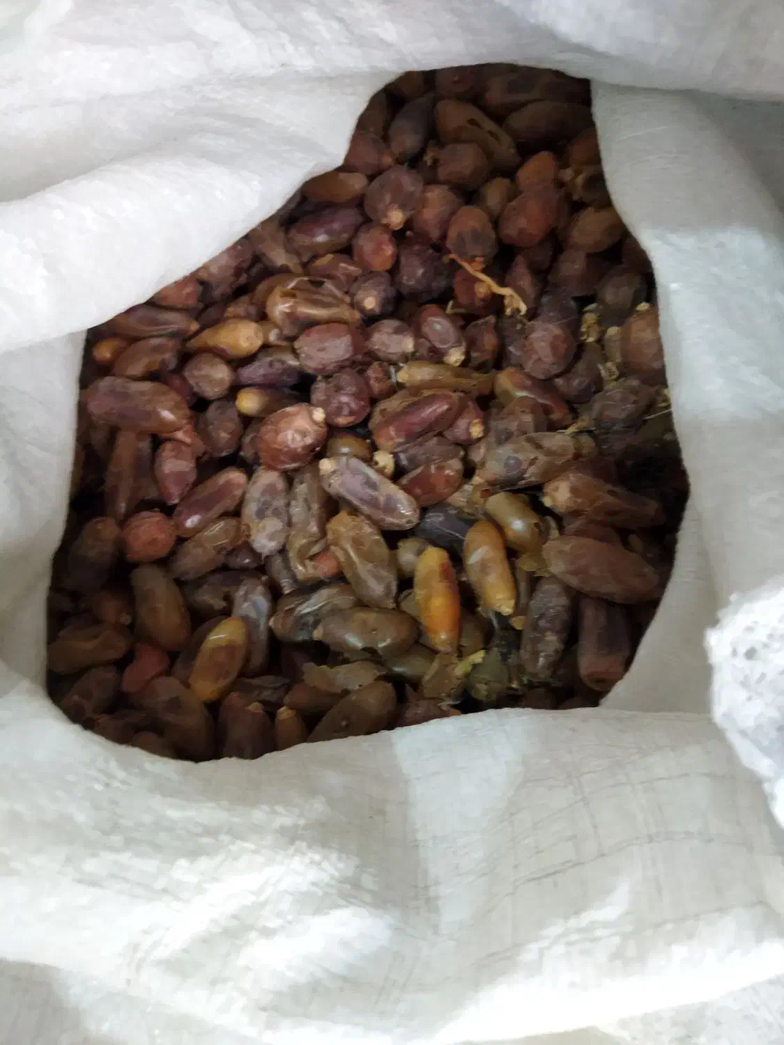 فروش20گونی‌کنگ‌خرما‌برای‌دام‌|لوازم جانبی حیوانات|صحرای باغ, |دیوار