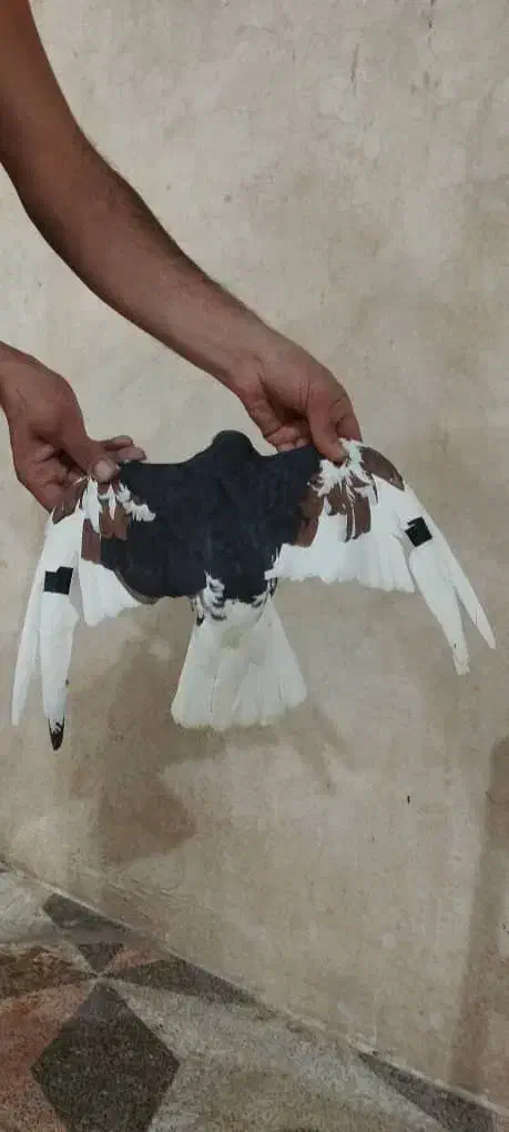 ماده‌ شهری گل‌دار|پرنده|شیراز, هفت تنان|دیوار