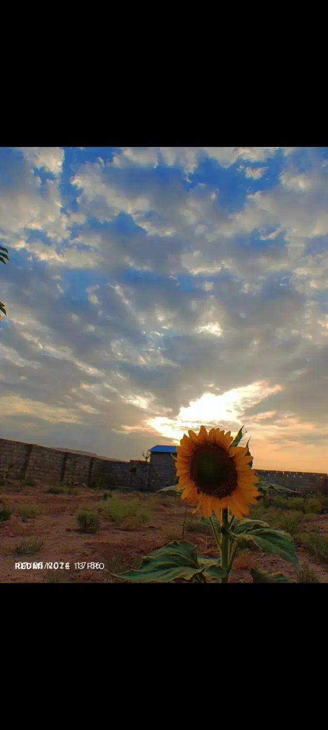 40قصب زمین/راین.ده ملک|فروش زمین و ملک کلنگی|راین, |دیوار