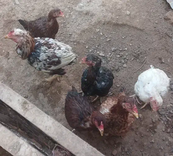 مرغ خروس|حیوانات مزرعه|تربت جام, حافظ|دیوار