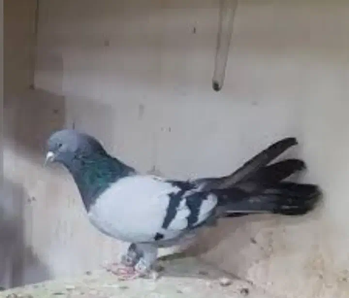 اصفهانی|پرنده|شاهین‌شهر, خانه کارگر|دیوار