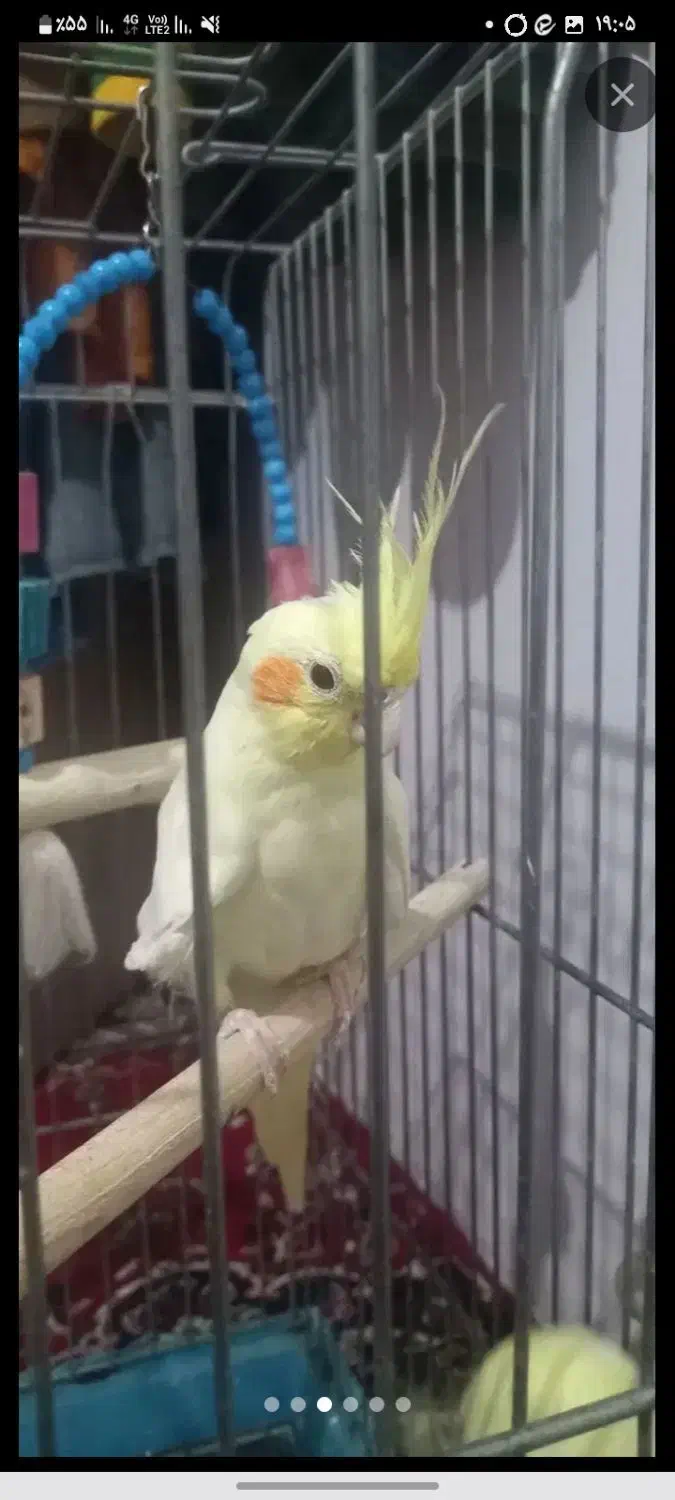 طوطی عروهلندی|پرنده|الوند, |دیوار