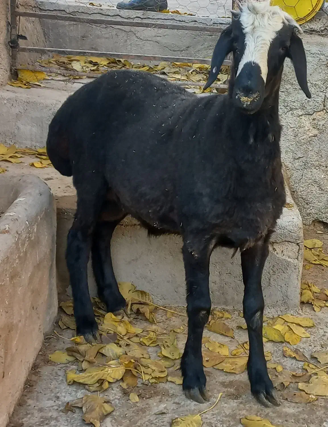 برهقوچ شالی|حیوانات مزرعه|آبگرم, |دیوار