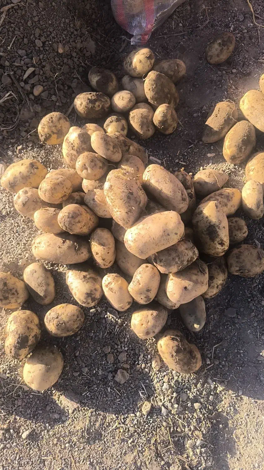 اگریا درشت بار عمده و خرده فروشی|خوردنی و آشامیدنی|اصفهان, باغ زرشک|دیوار