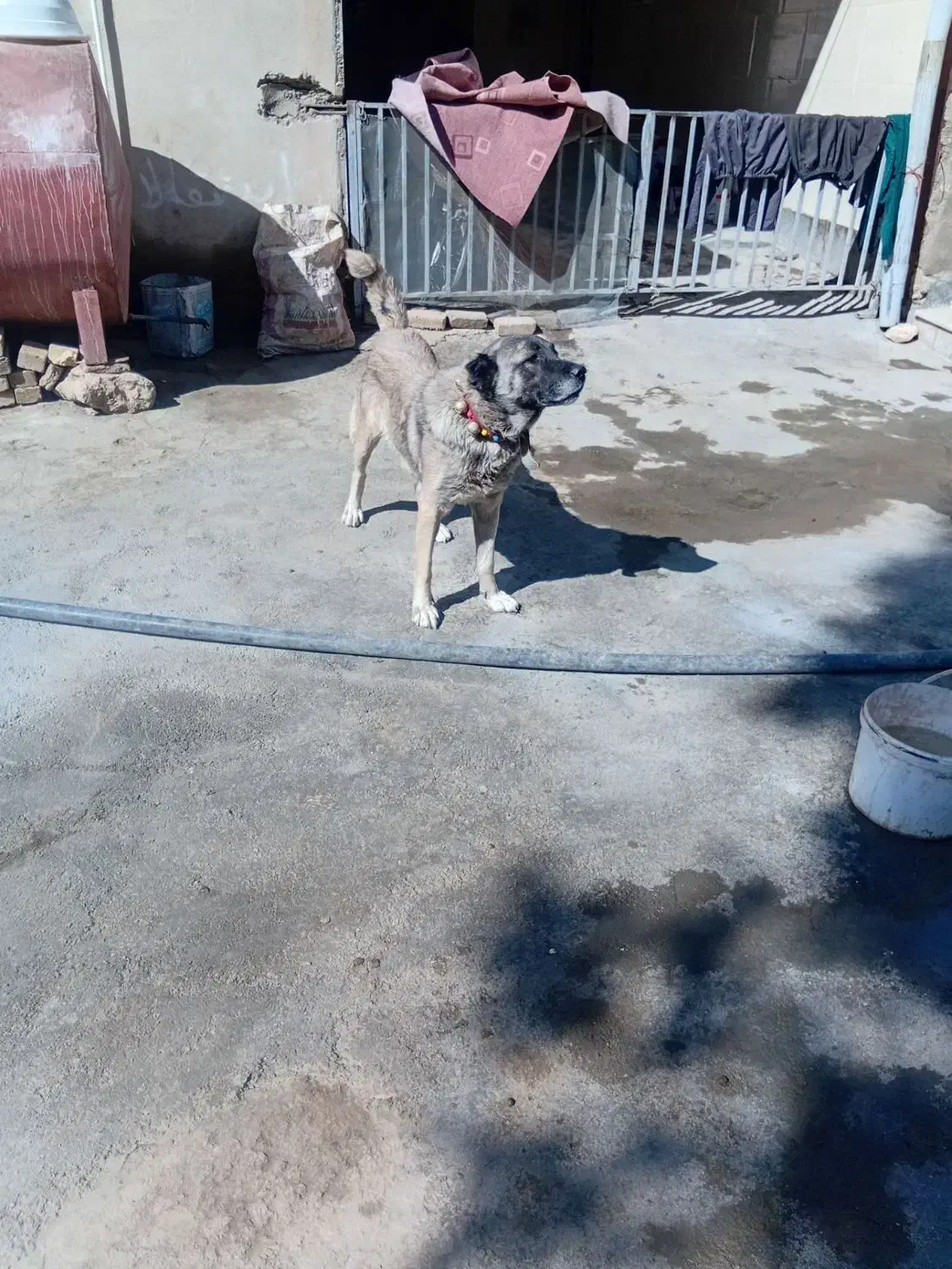 فروشی|سگ|میلاجرد, |دیوار