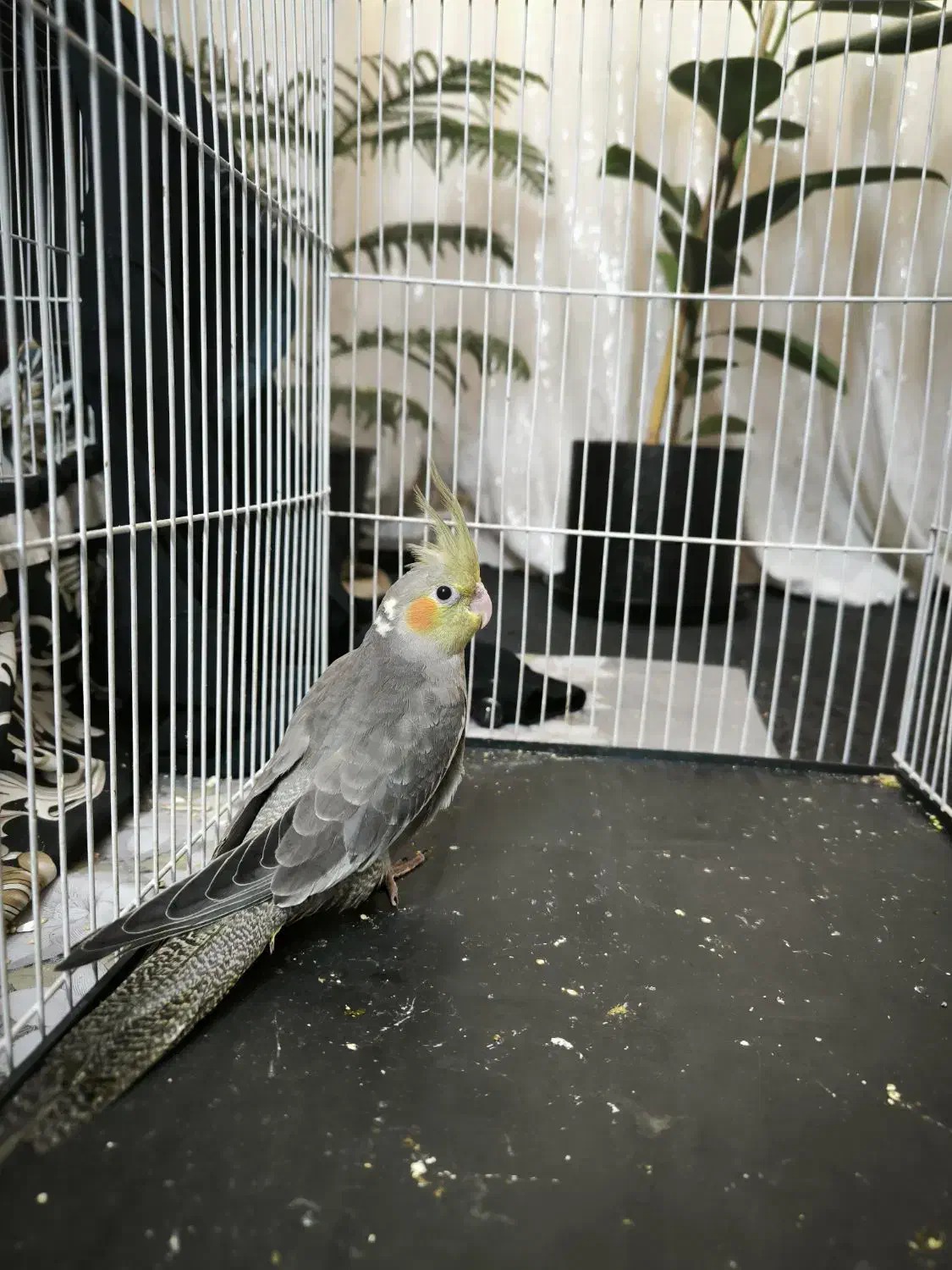 عروس هلندی|پرنده|مشهد, فاطمیه|دیوار