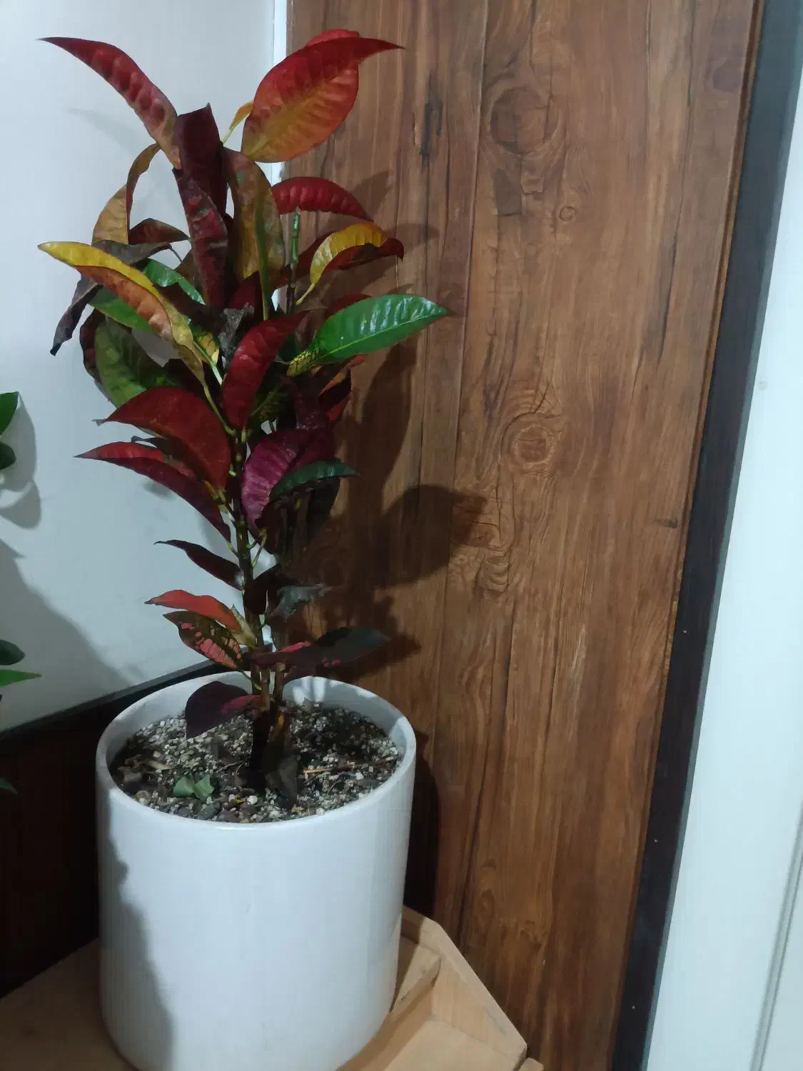 گل آپارتمانی ۷۰۰|گل و گیاه طبیعی|مشهد, شهید رضوی|دیوار