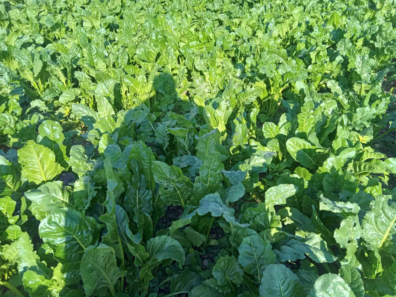 سبزی(زلق) تازه و درجه یک|خوردنی و آشامیدنی|قلعه شاهین, |دیوار