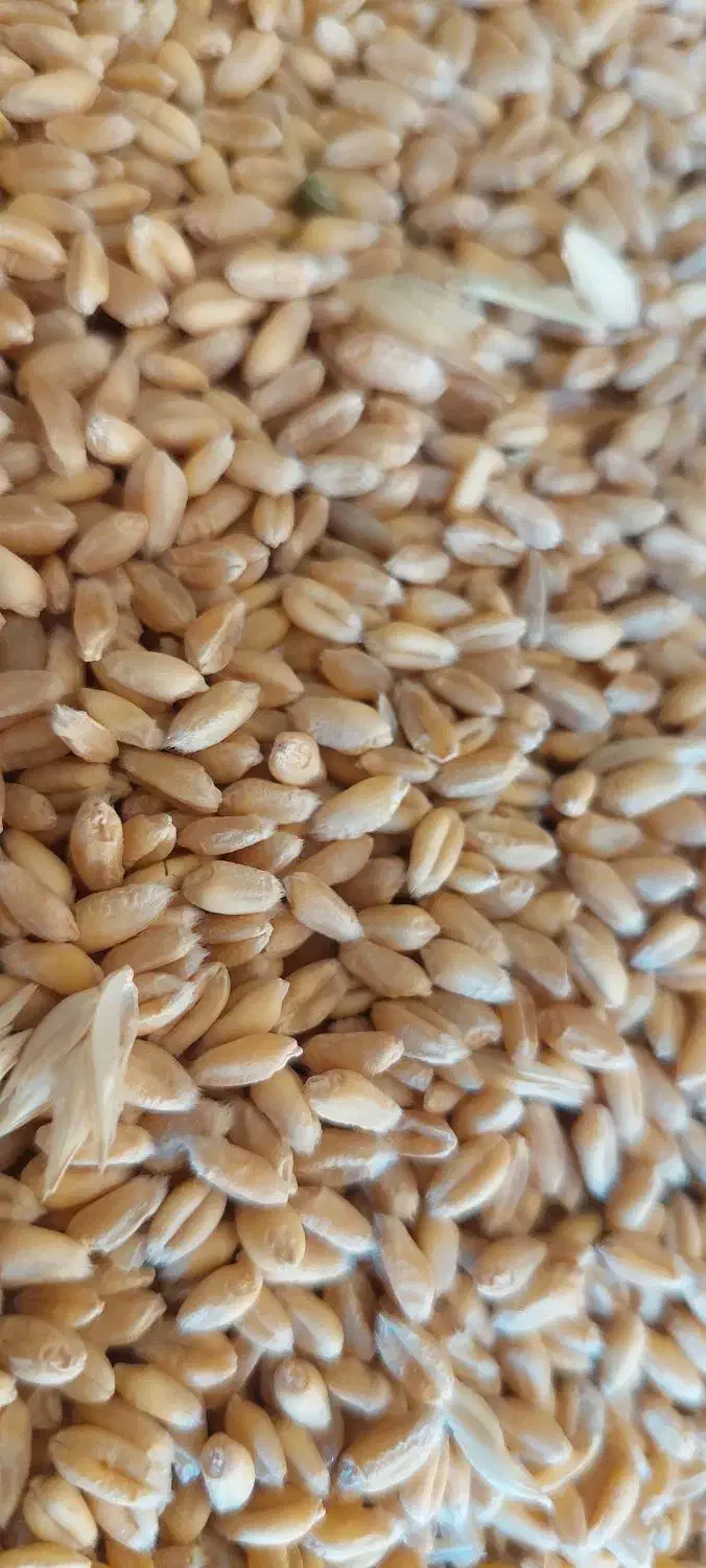 گندم بذری|خدمات باغبانی و درختکاری|داران, |دیوار