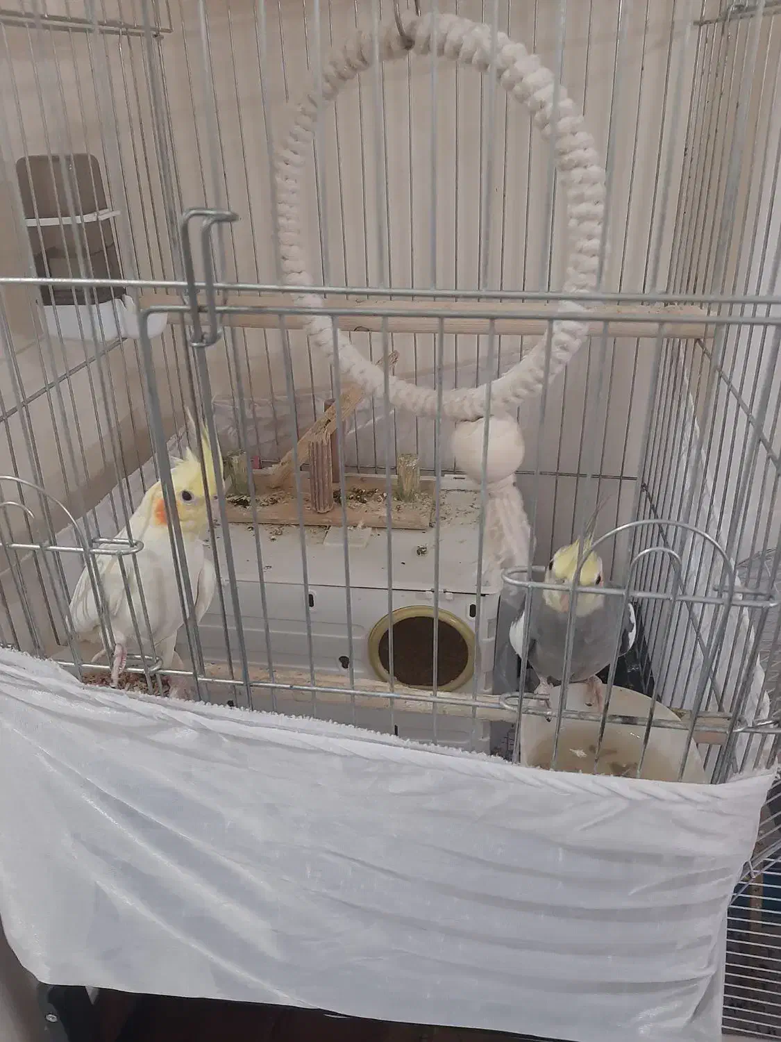 عروس هلندی جف بابچشون|پرنده|تهران, گیشا|دیوار