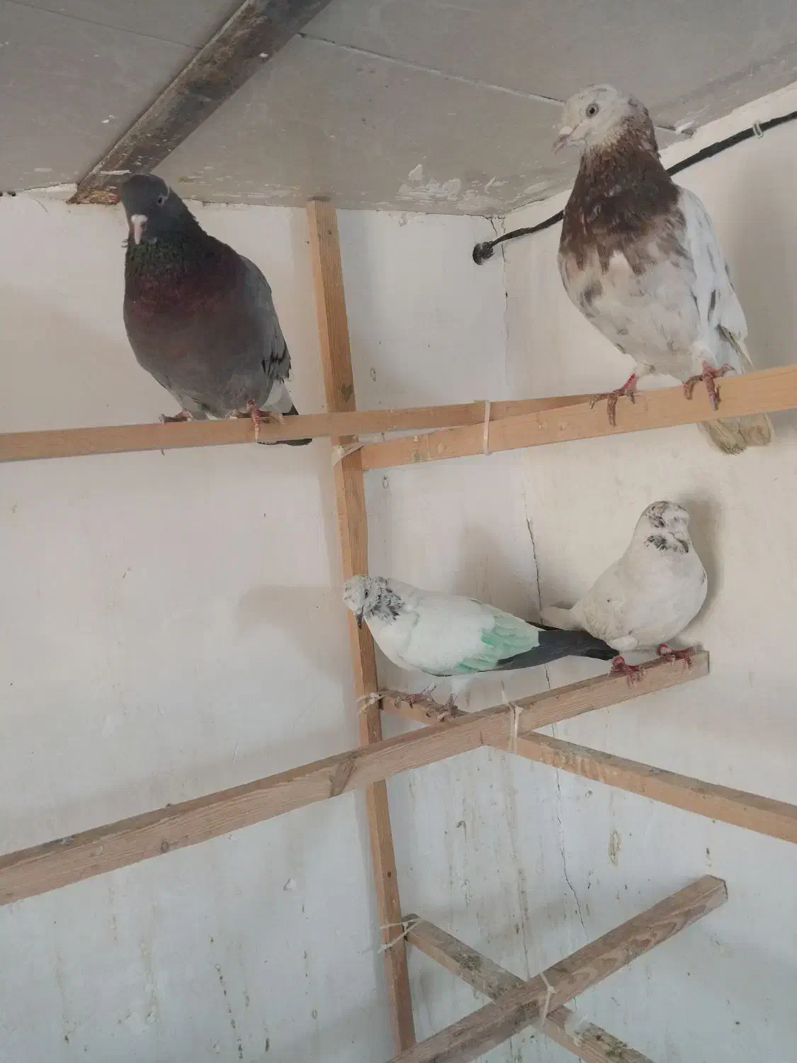 ۴تا کفتر گرفتنی روبلندی دونه ۱۵۰ یکجا|پرنده|پاکدشت, پاکدشت (مامازند)|دیوار