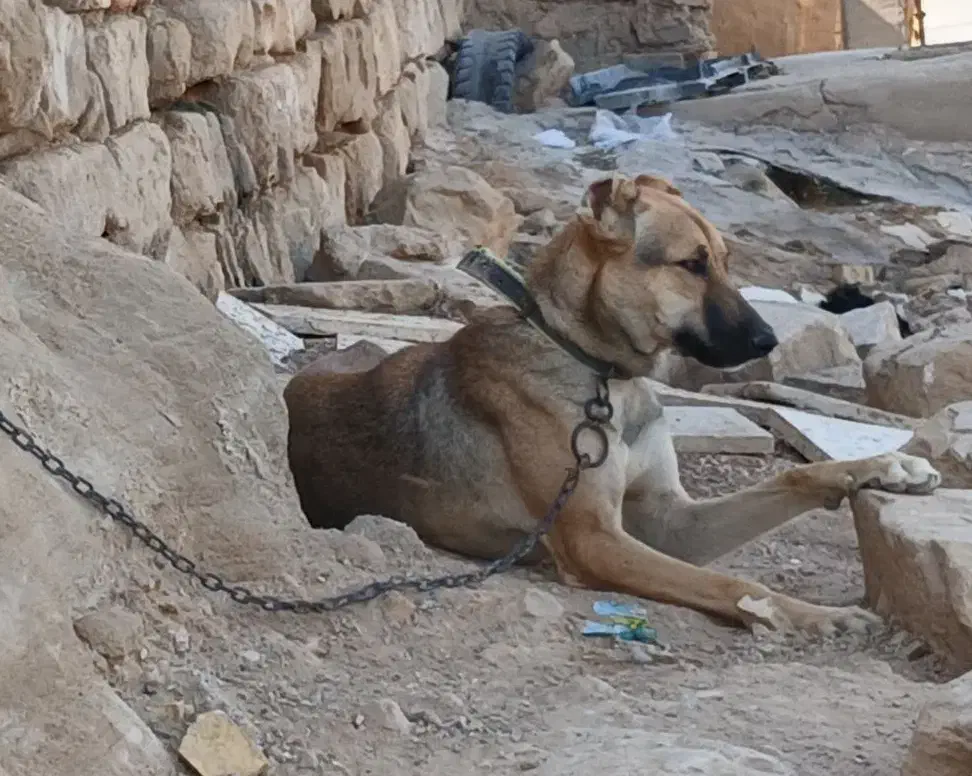 واگذاری سگ نر جوان|سگ|شوشتر, |دیوار