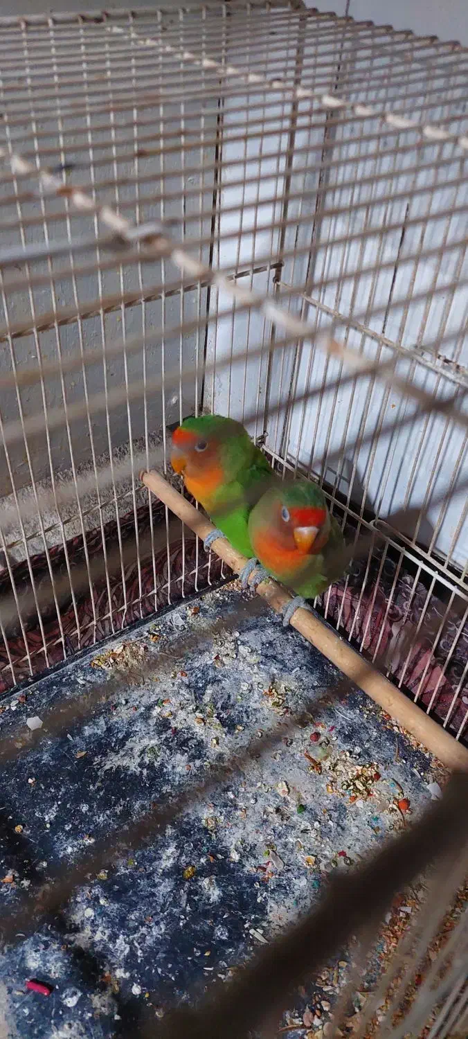 کوتوله نر|پرنده|مشهد, بالا خیابان|دیوار