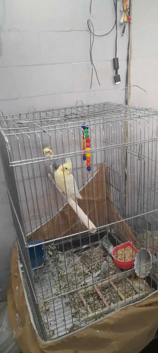یک جفت عروس هلندی جفت هستن با قفس و تمام وسایل|پرنده|کرج, کوی امامیه|دیوار