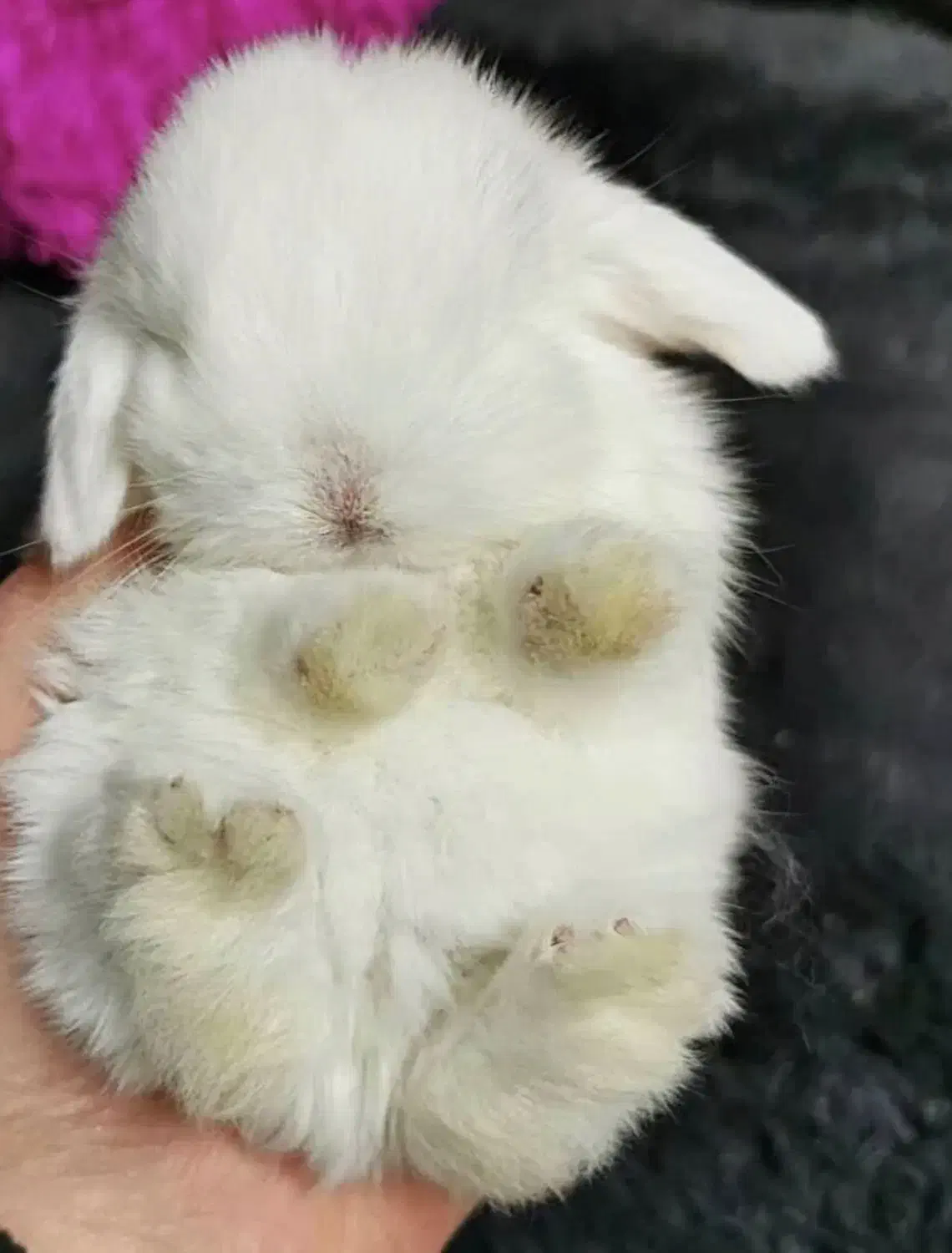 خرگوش لوپ کوچک|موش و خرگوش|قشم, |دیوار