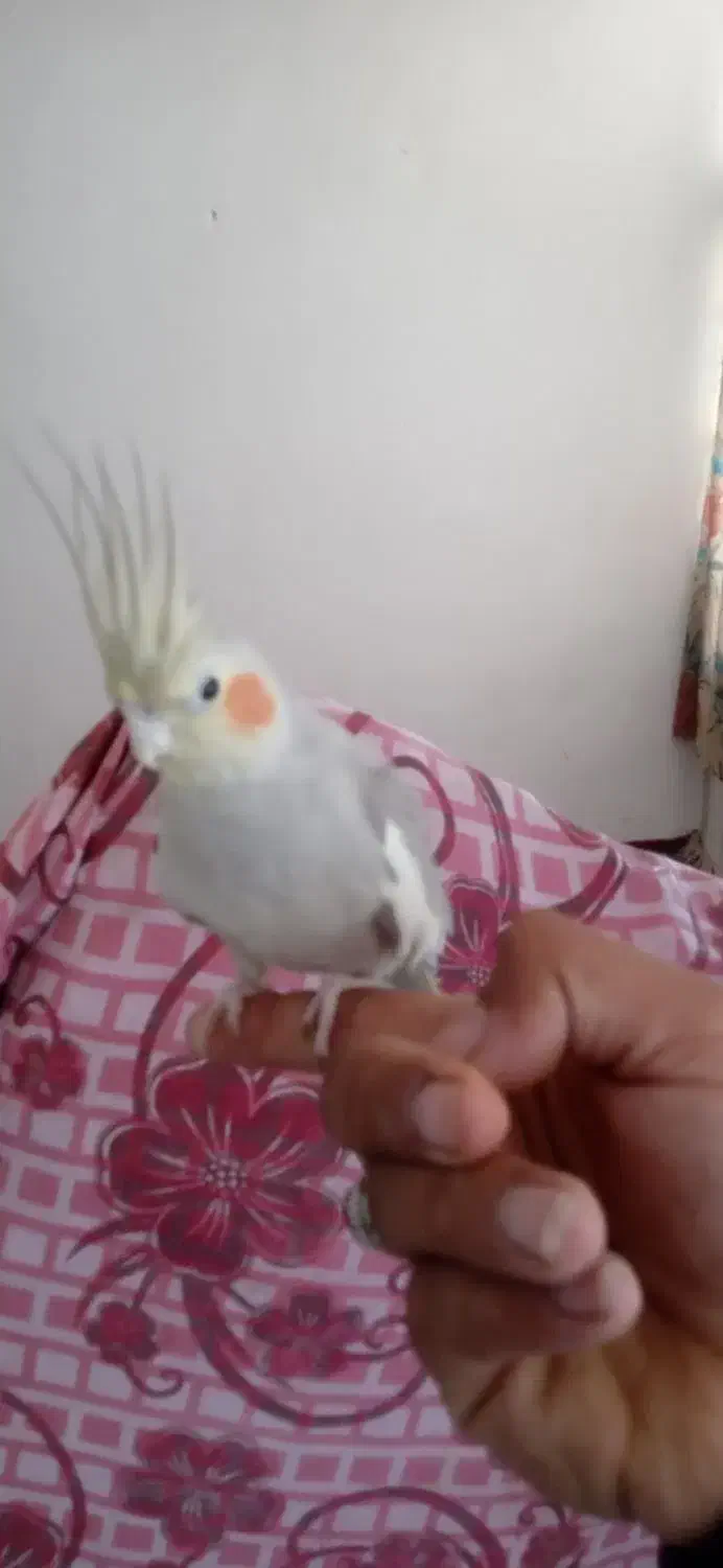 عروس فروشی|پرنده|ملایر, |دیوار