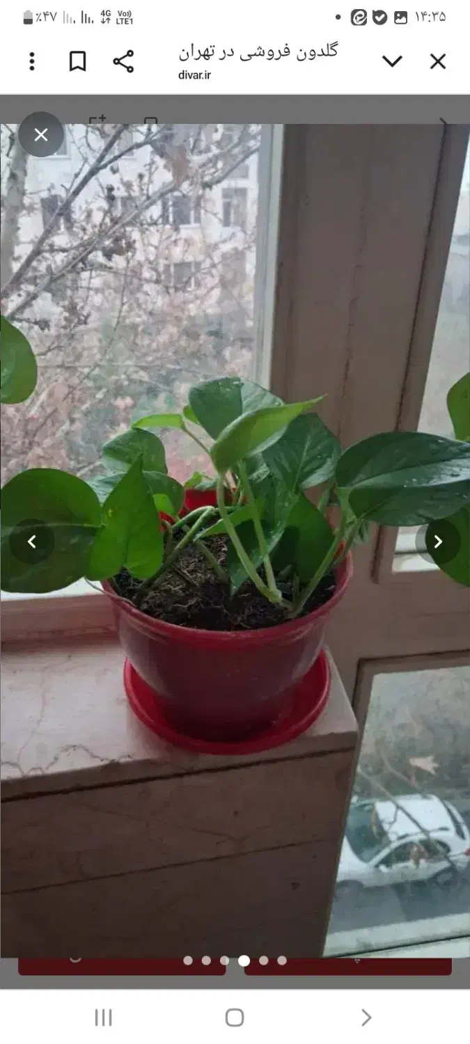 گلدون طبیعی|گل و گیاه طبیعی|تهران, سوهانک|دیوار