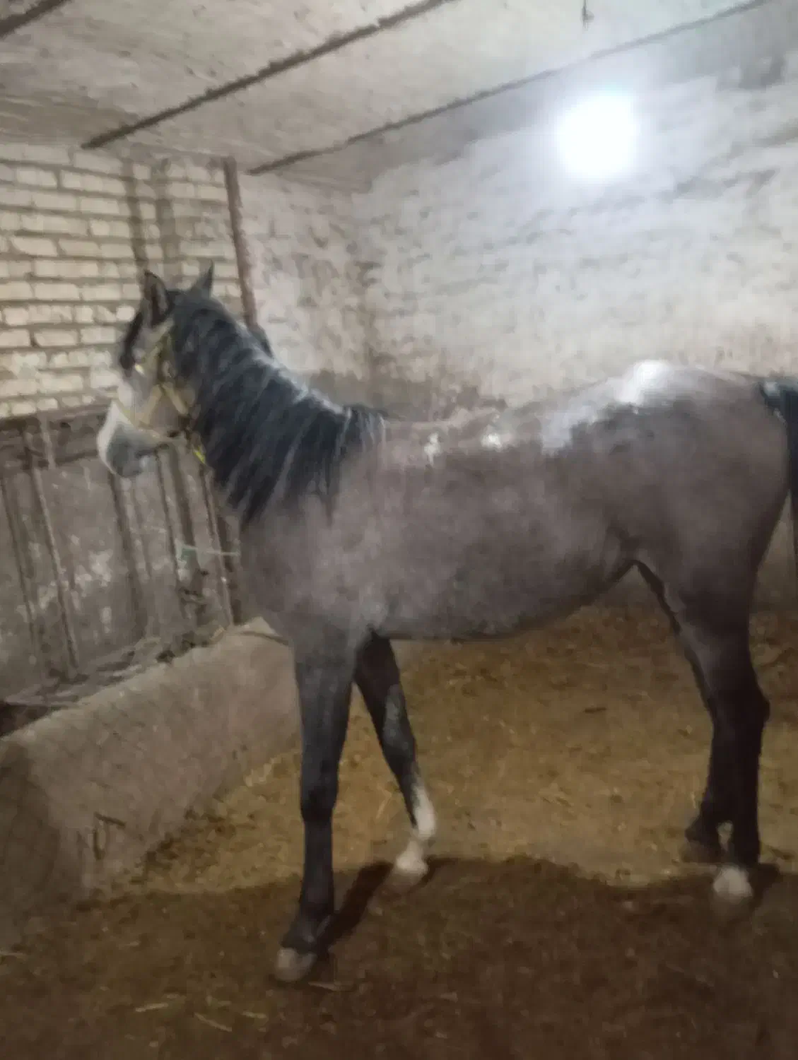 اسب ماده|اسب و تجهیزات اسب‌سواری|ارومیه, |دیوار