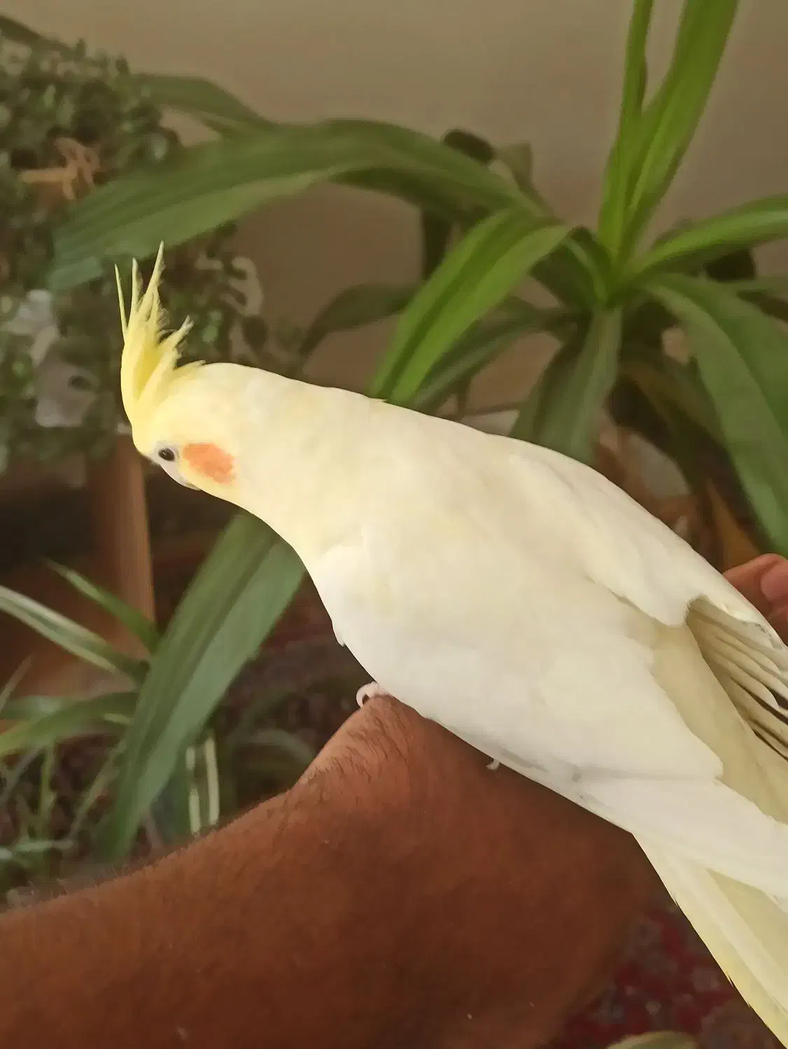 لوتینو مولد|پرنده|خمینی‌شهر, |دیوار