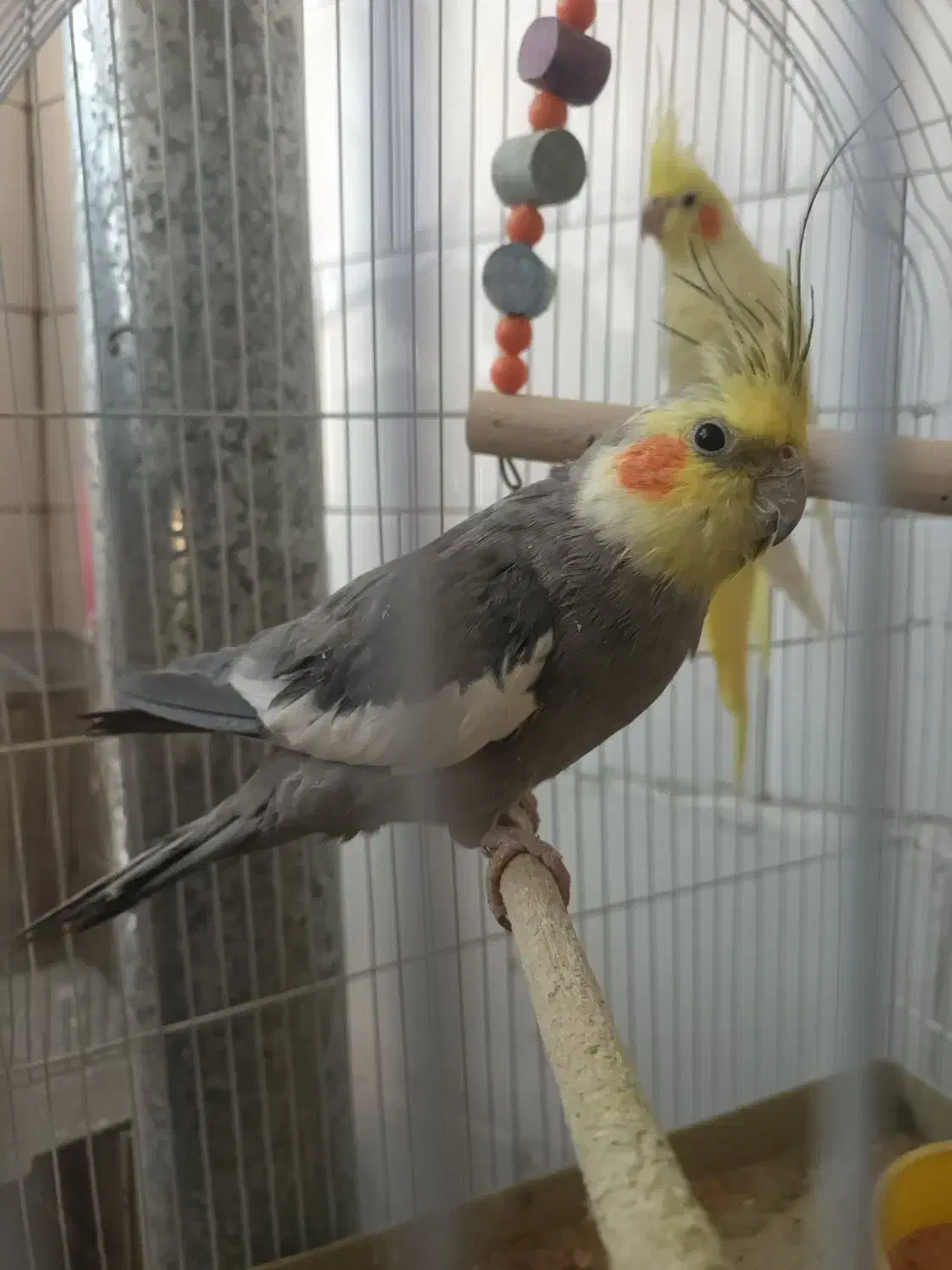 عروس هلندی|پرنده|اهر, |دیوار