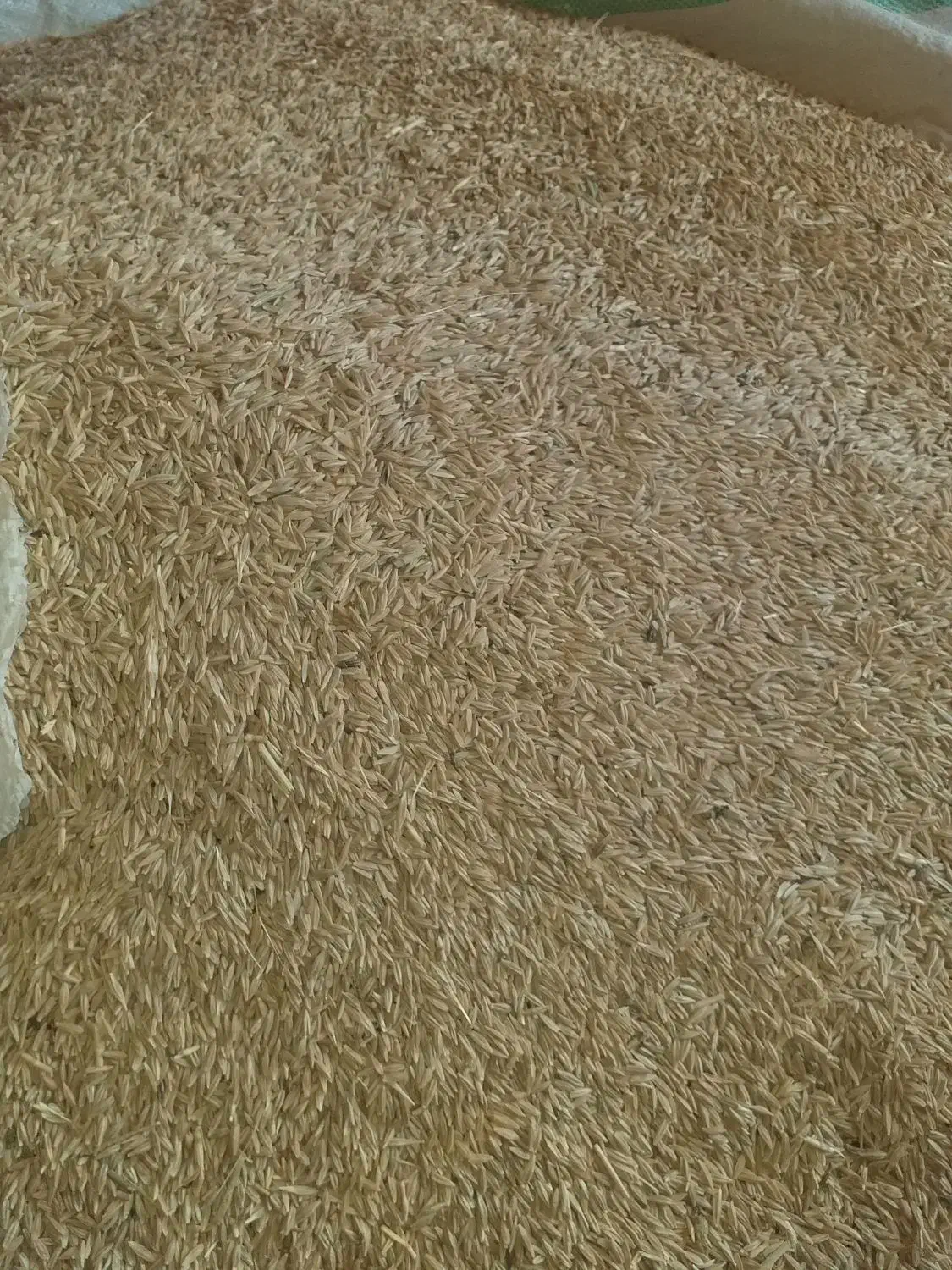 جو دیمی برای کشت و دام|لوازم جانبی حیوانات|بهار, |دیوار