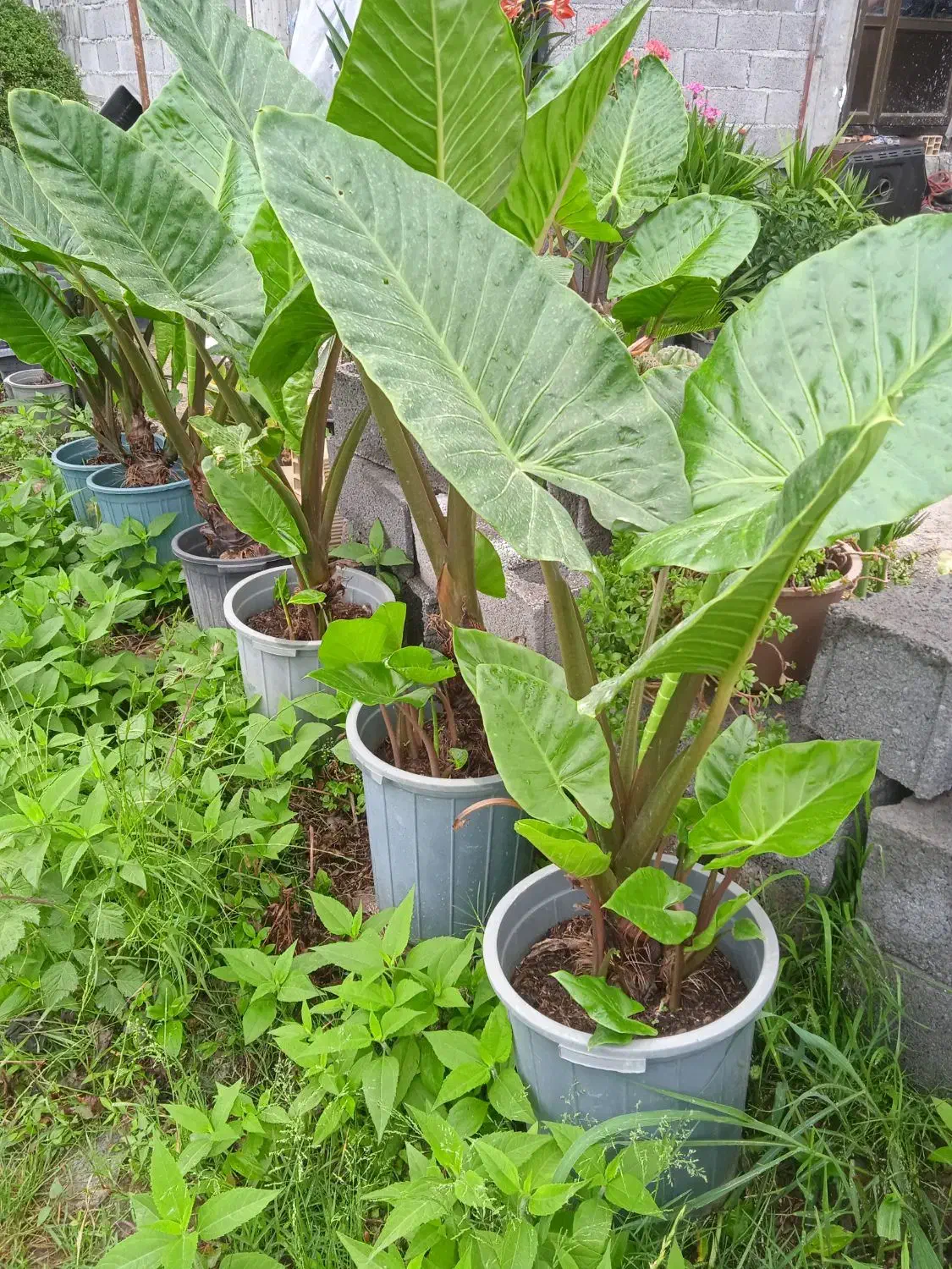 گل با با ادم در حد نو|گل و گیاه طبیعی|رحیم‌آباد, |دیوار