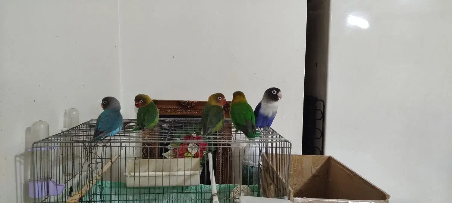 پرنده|پرنده|کوهدشت, |دیوار