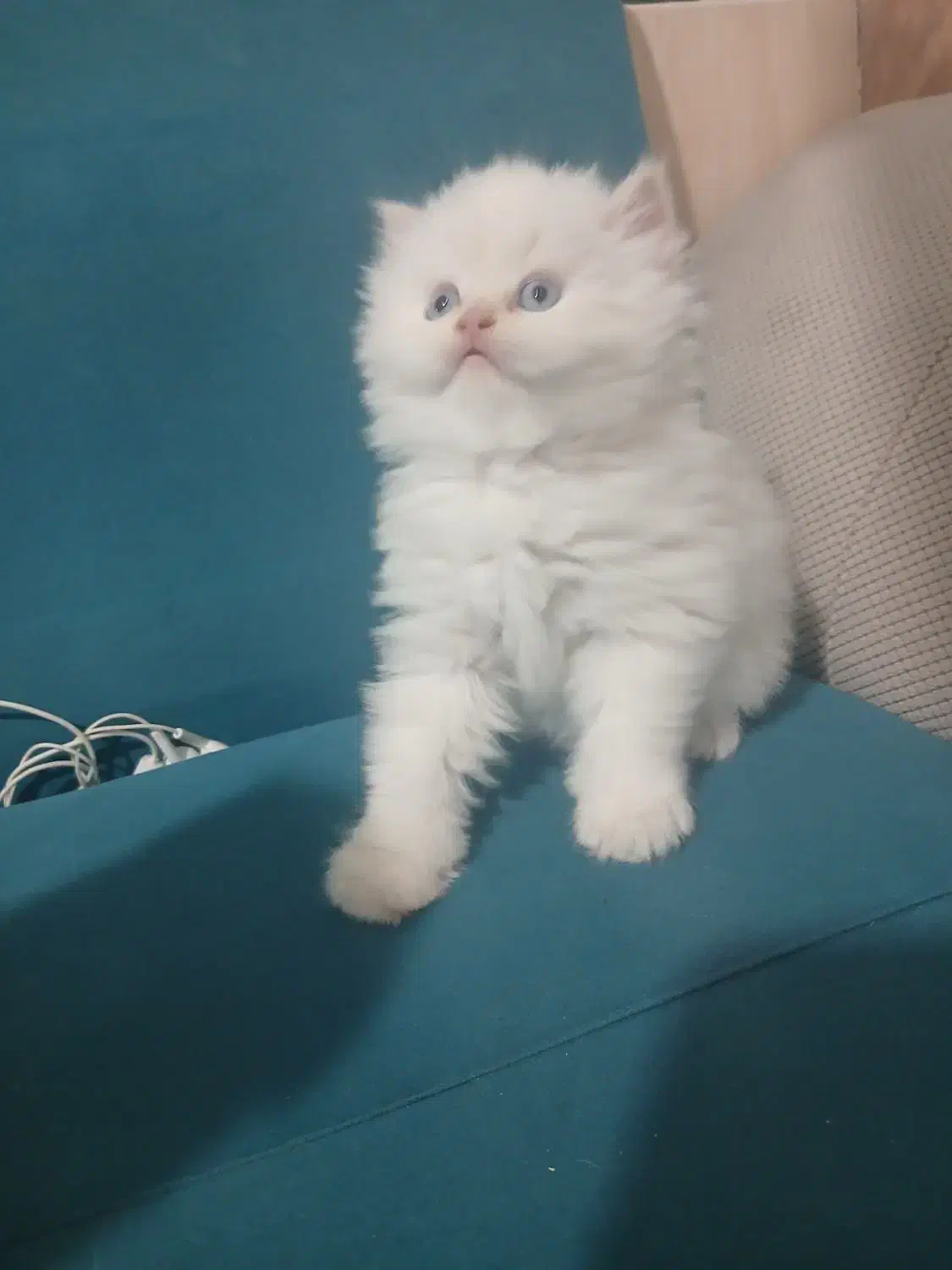 توله گربه پرشین|گربه|شیراز, کوشک میدان|دیوار