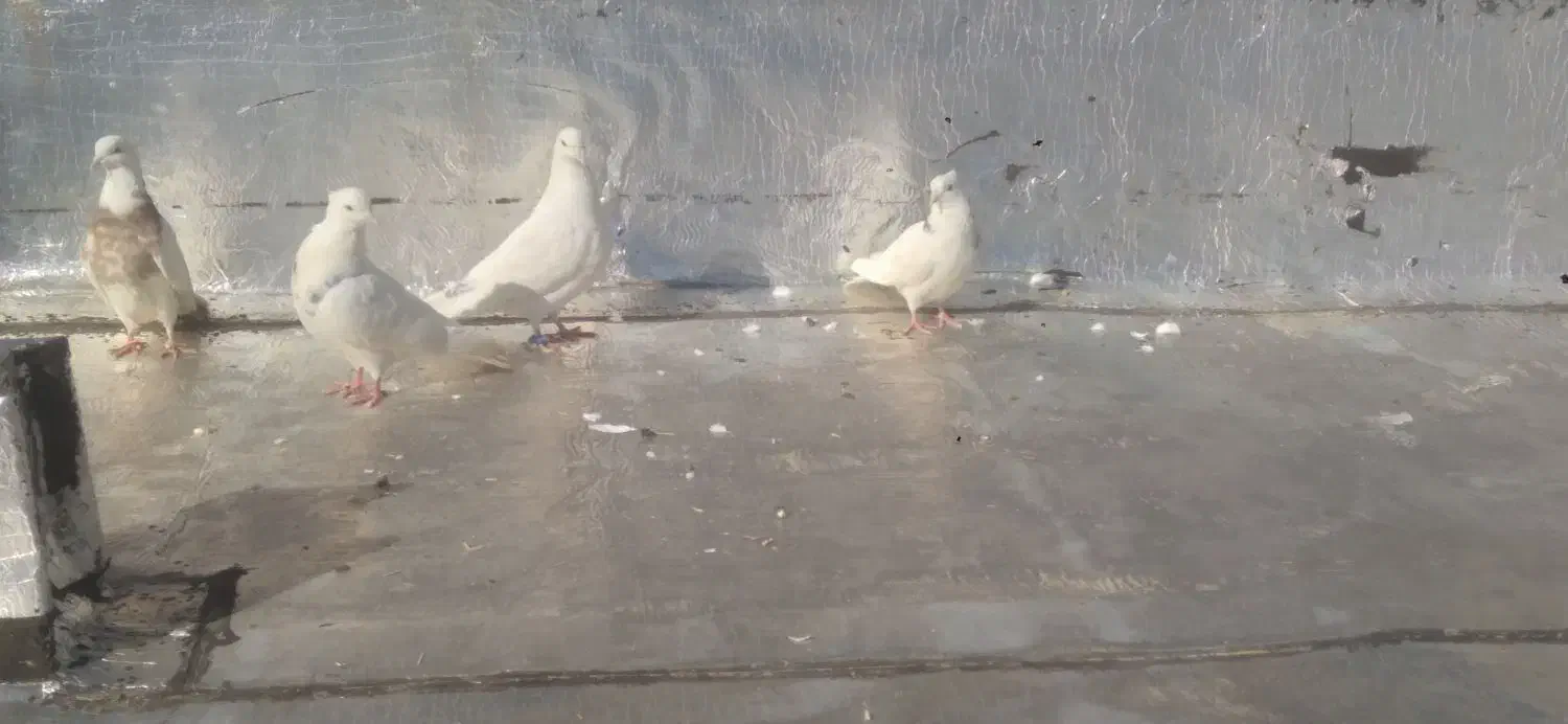 کبوتر|پرنده|مریوان, |دیوار