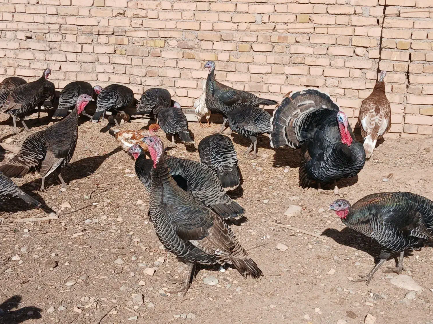 تعداد بوقلمون برنز اصیل وپنج عددبوربون چاق|حیوانات مزرعه|قیدار, |دیوار