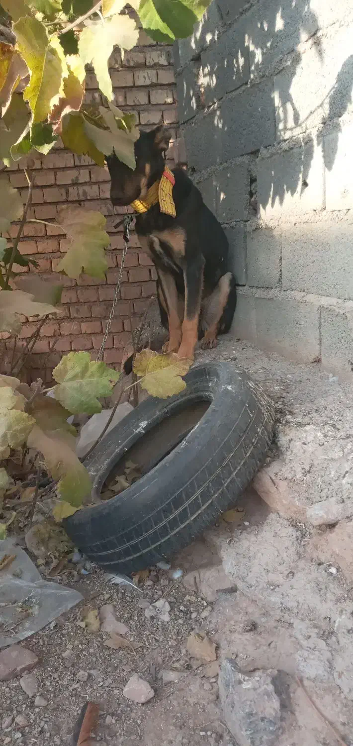 سگ دو رگه سرحال|سگ|خانمیرزا, |دیوار