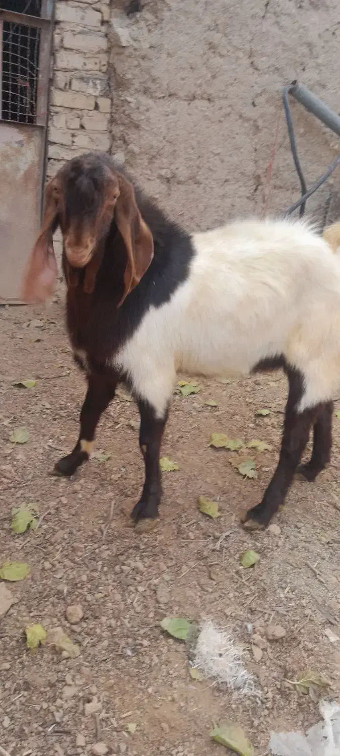 نر بز یک سال|حیوانات مزرعه|خنداب, |دیوار