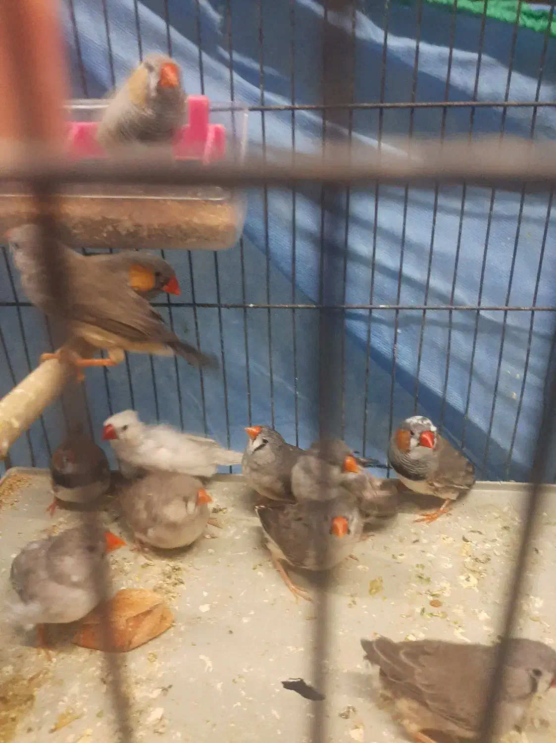 فنج گینگ|پرنده|تاکستان, |دیوار