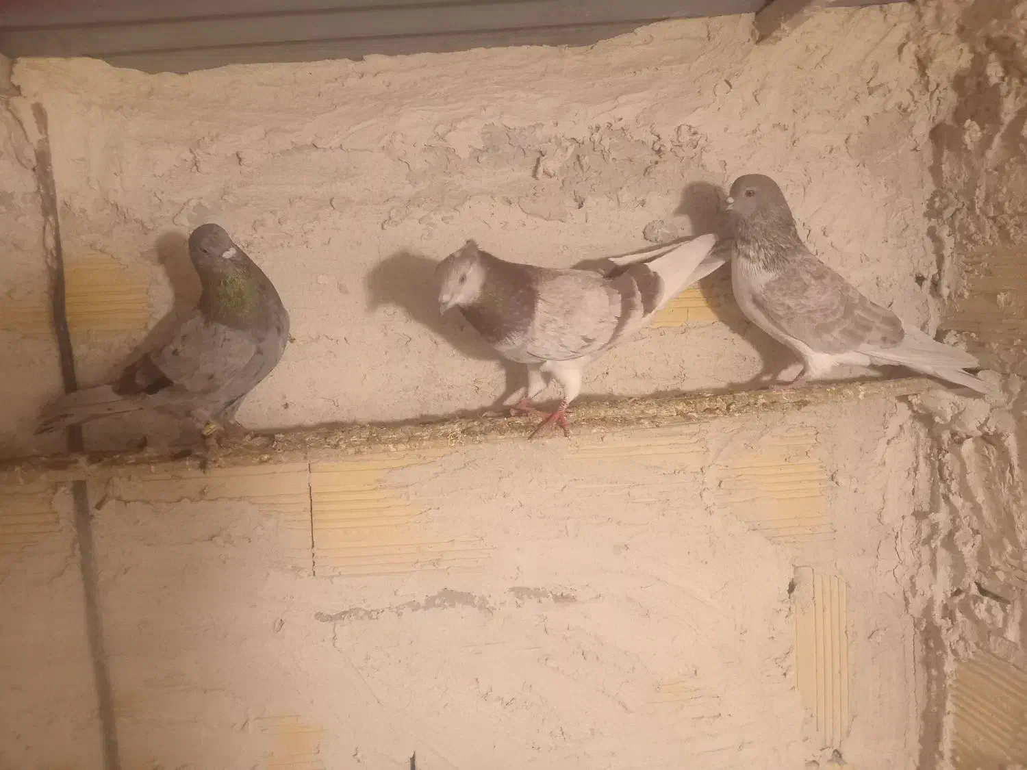 کبوتر|پرنده|اردبیل, |دیوار