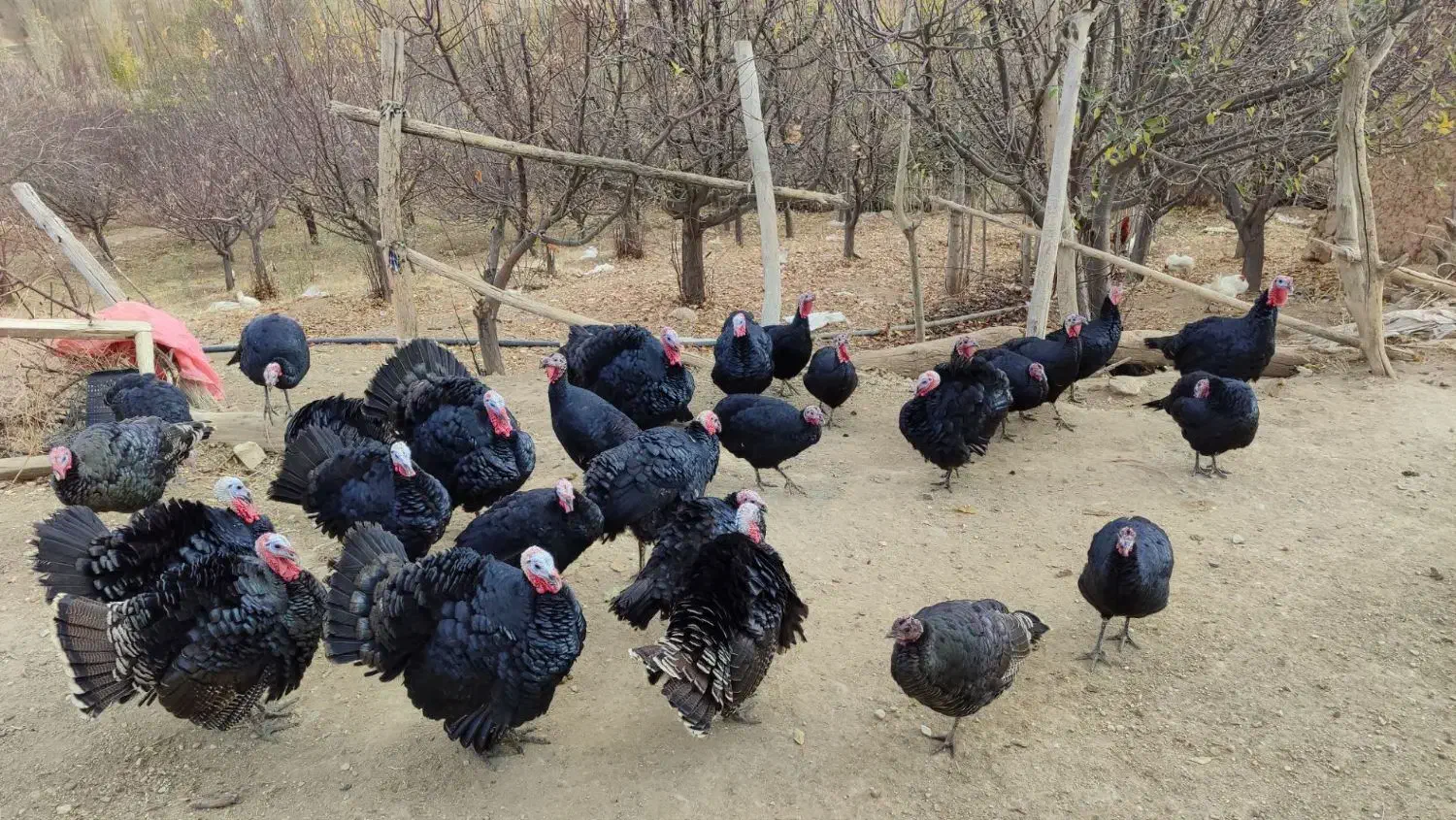 بوقلمون محلی و ارگانیک|حیوانات مزرعه|چاراویماق, |دیوار